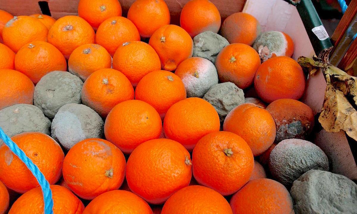 Agrumi: tonnellate di arance sudafricane marciscono nei container bloccati nei porti UE