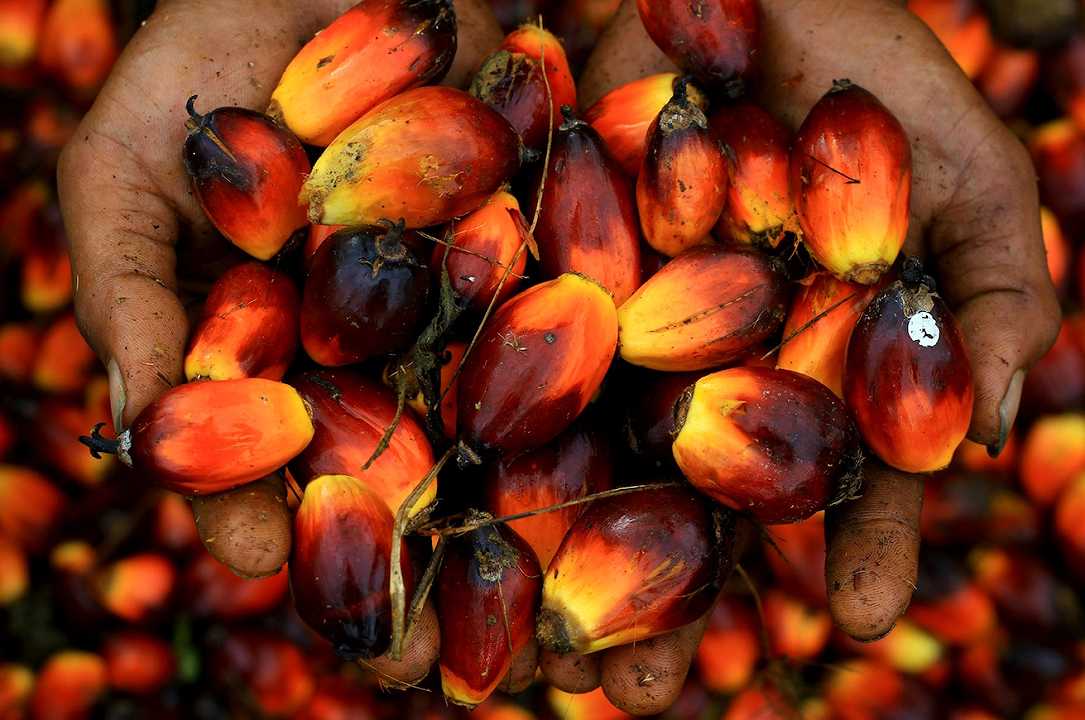 Olio di palma: la lista nera dell’Unione internazionale per la conservazione della natura include anche olio di mais e di cocco