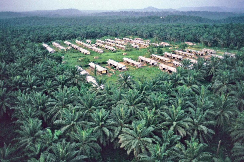 piantagioni olio di palma