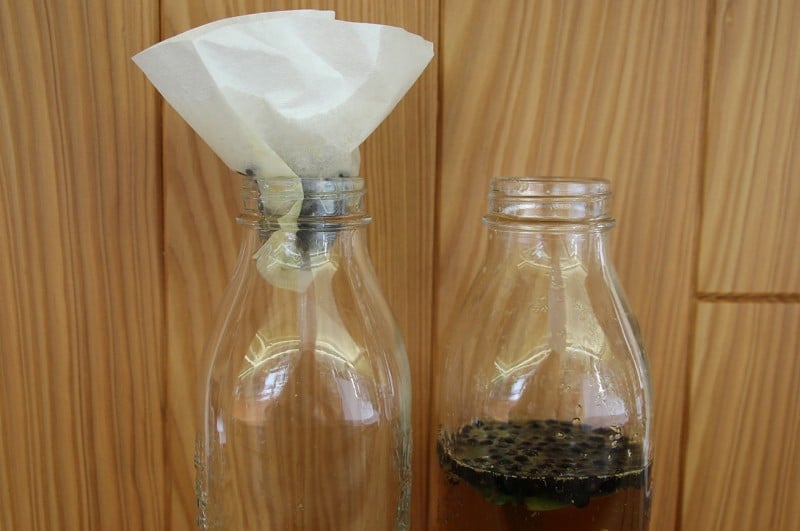 dissapore gin fatto in casa filtro