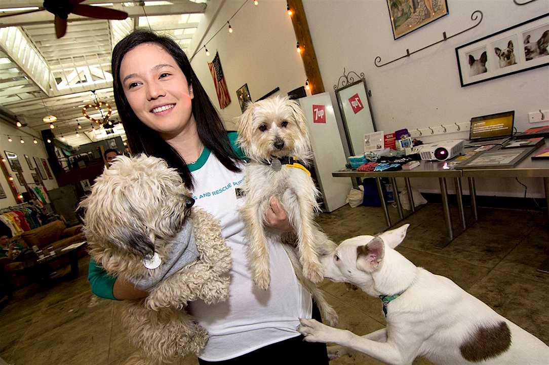Dog Cafè: dove si possono adottare i cani abbandonati
