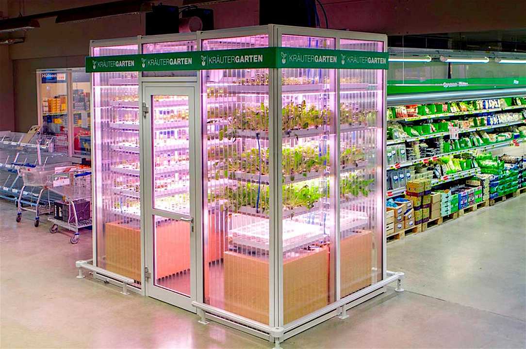 Supermercati: l’insalata si raccoglie fresca dall’orto