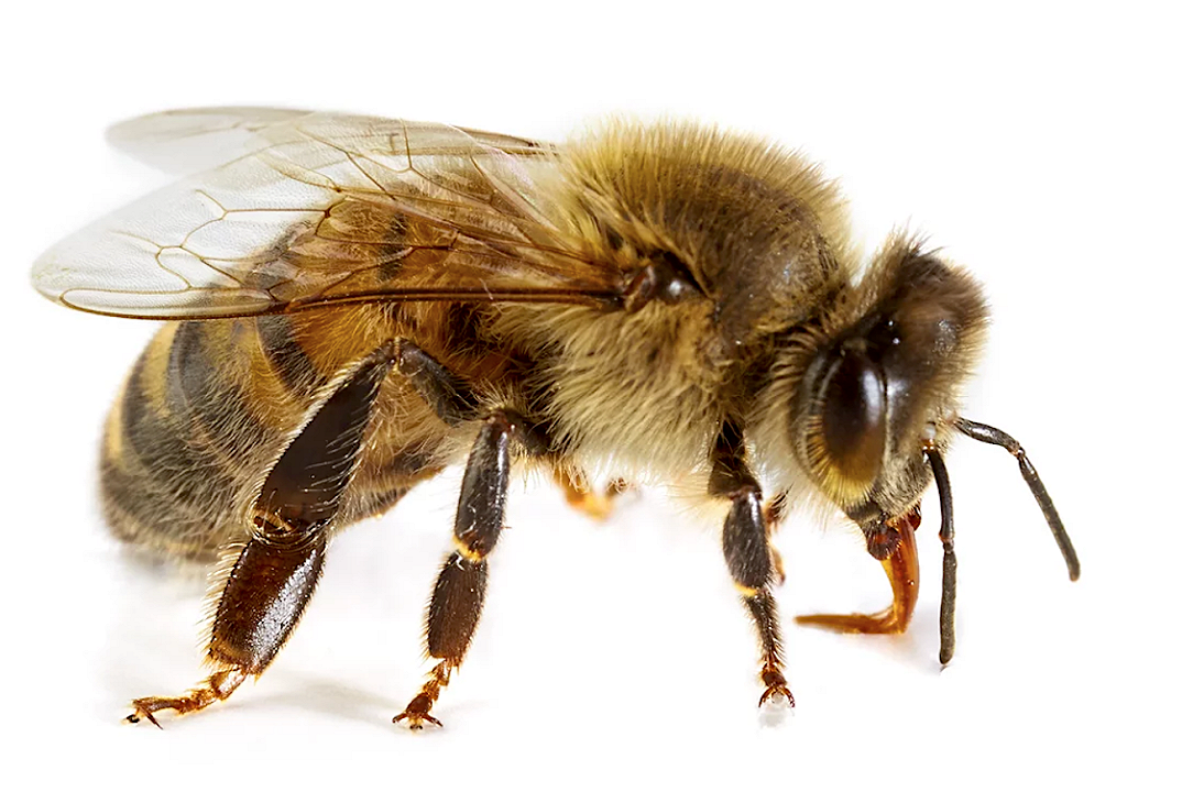Gwyneth Paltrow: dieta e punture delle api per essere in forma
