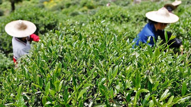 foglie di tè da hong pao