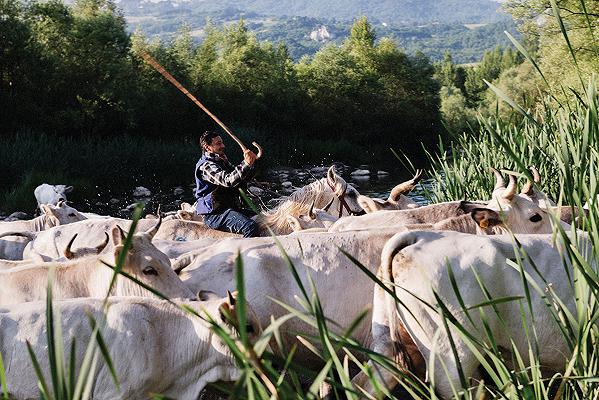 Unesco, la transumanza è patrimonio dell’umanità: ecco perché