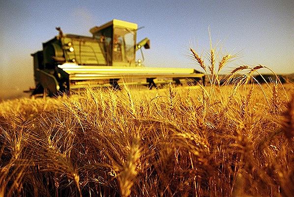 Gli OGM sono sicuri da mangiare ma non sfameranno il mondo