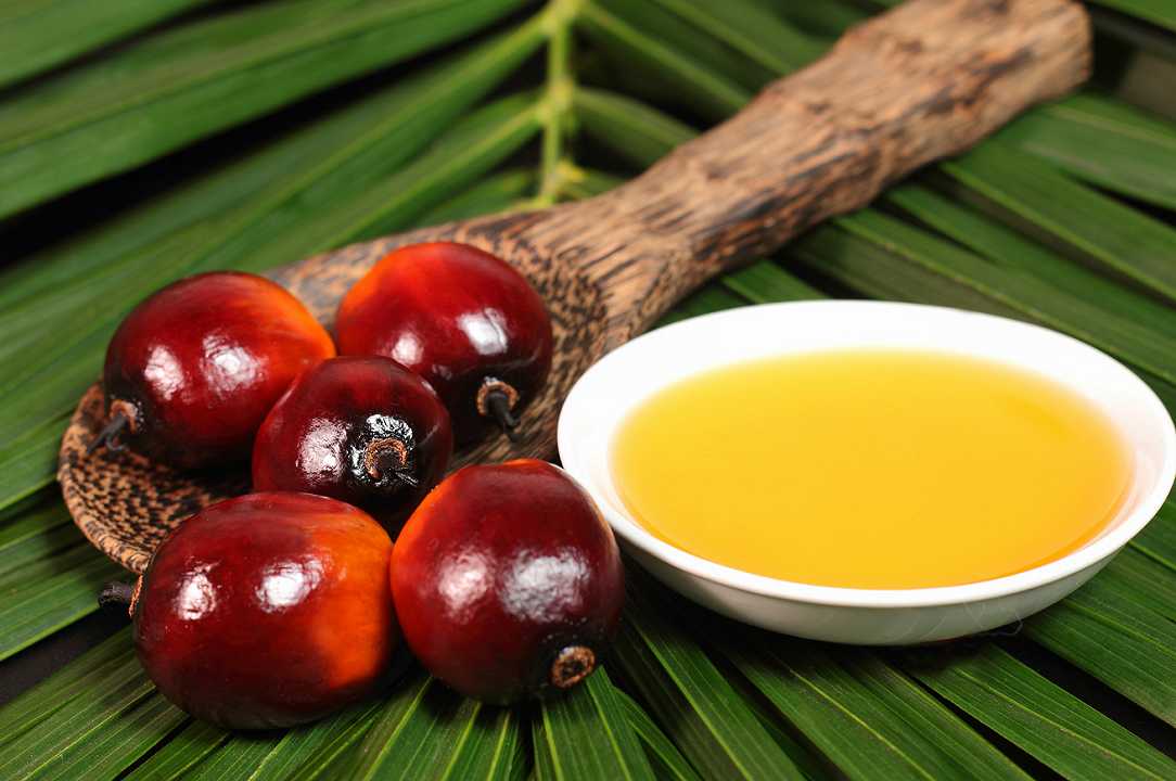 Olio di palma: l’Indonesia blocca l’export e i prezzi si impennano (+6%)