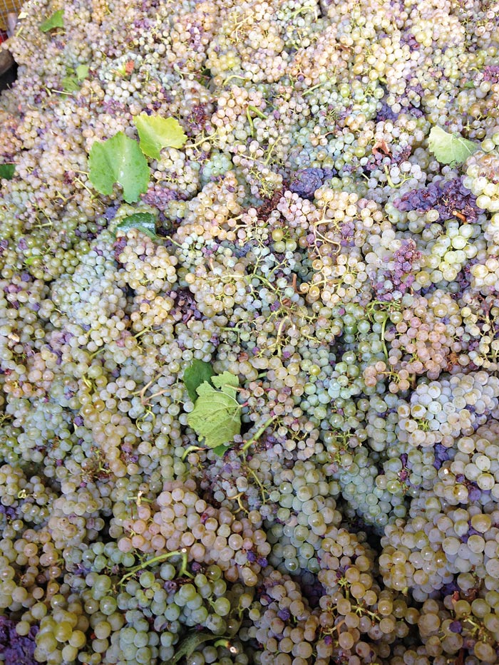 uva tollena san gimignano