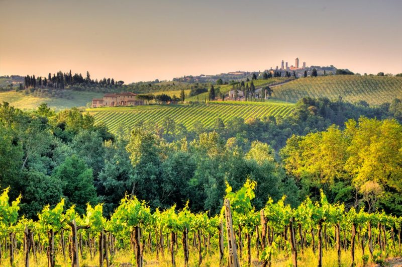 viti, vernaccia, San Gimignano