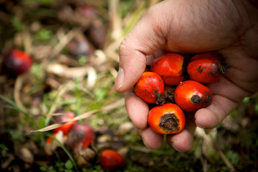Olio di palma, Marco Travaglia di Nestlé suggerisce l’olio di colza come alternativa