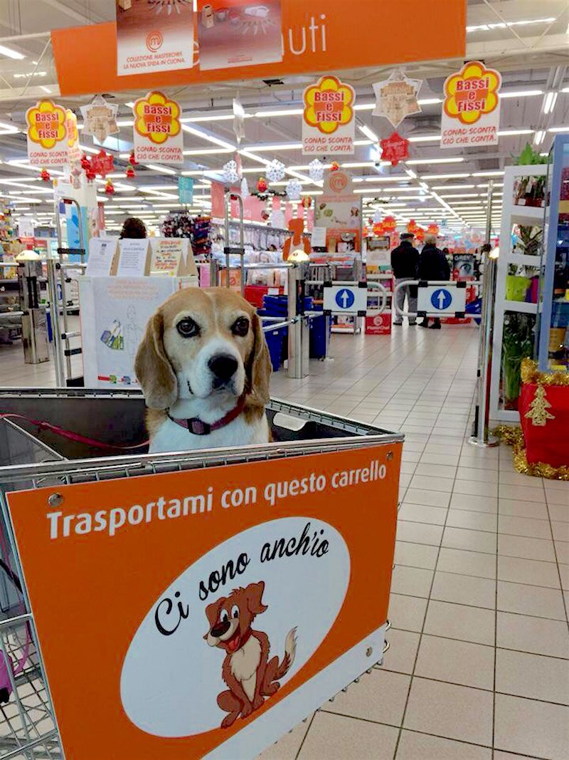 supermercato, carrello cani