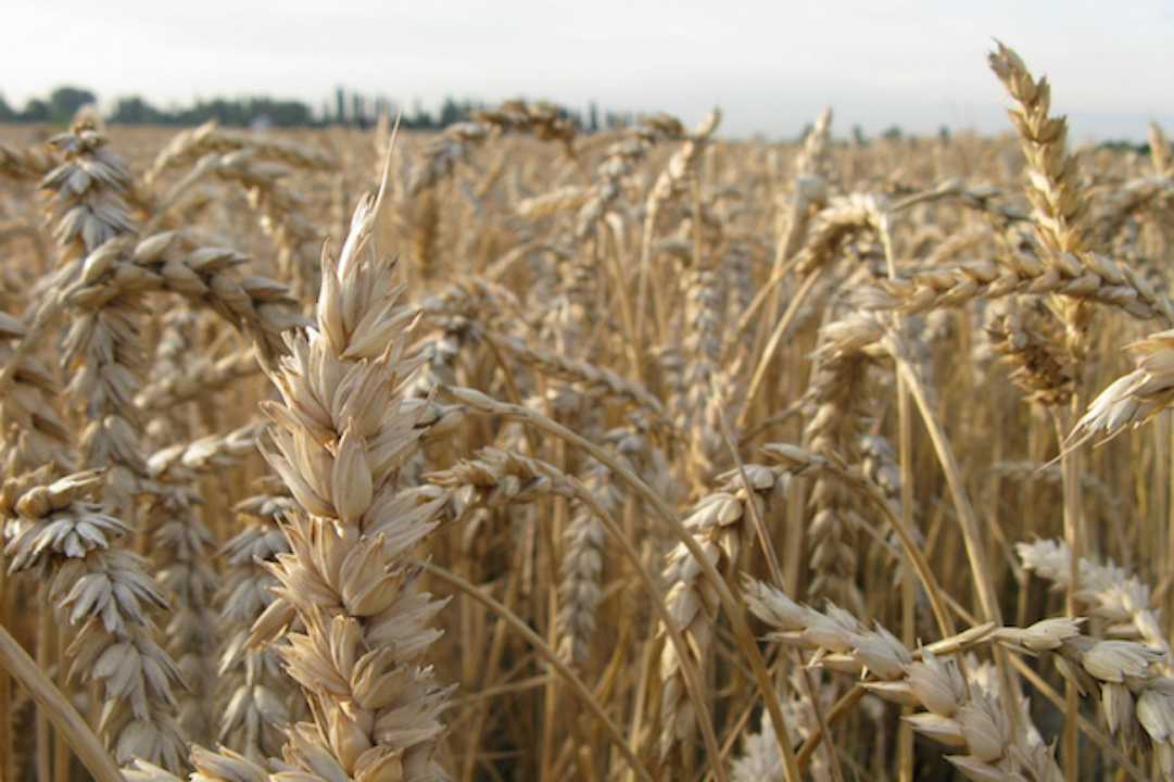 Ucraina, secondo Kiev la Russia sta vendendo il grano rubato anche alla Turchia
