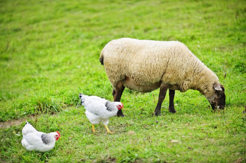 allevamento biodinamico