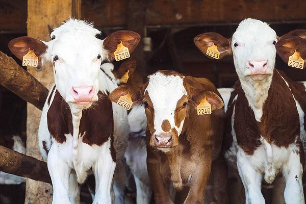 Allevamenti: il caldo metto ko gli animali, attivate docce refrigeranti e ventilatori