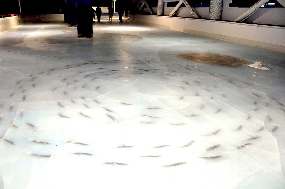 La pista di pattinaggio su ghiaccio decorata con 5000 pesci morti