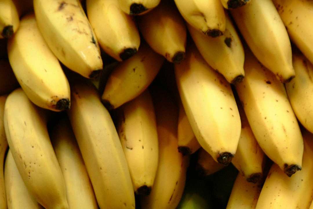 Cosa sta condannando le banane all’estinzione