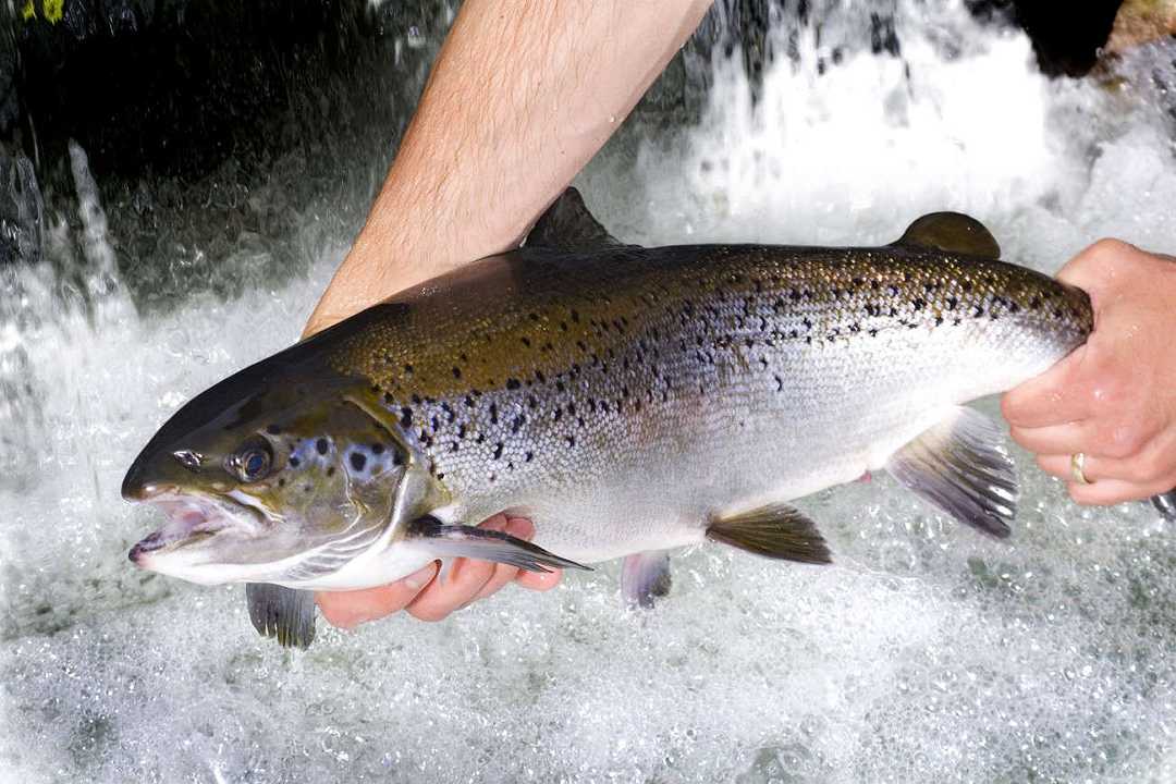 Gli allevamenti di salmone mettono in pericolo la sopravvivenza degli esemplari selvatici