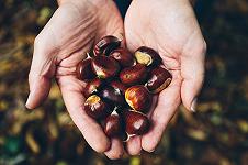 Il foraging spiegato bene: smettetela di ridere quando ve ne parlano