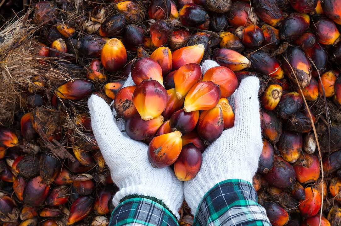 Coop ha speso oltre 10 milioni di € per sostituire l’olio di palma nei suoi prodotti