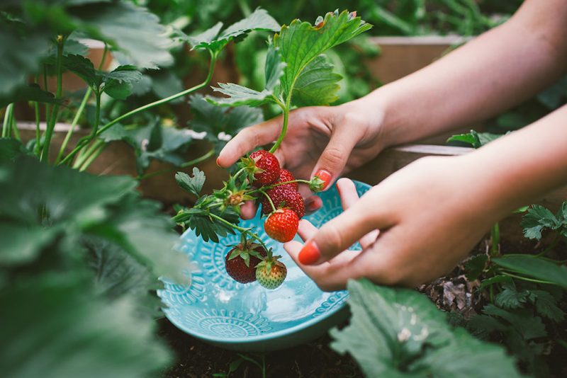 piante-fragole