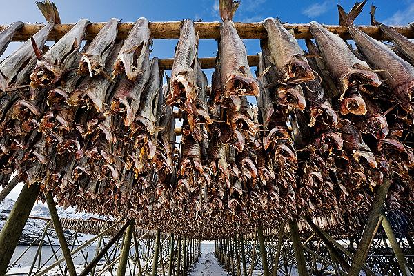 Stoccafisso reidratato di Antonio Verrini: richiamo per rischio chimico