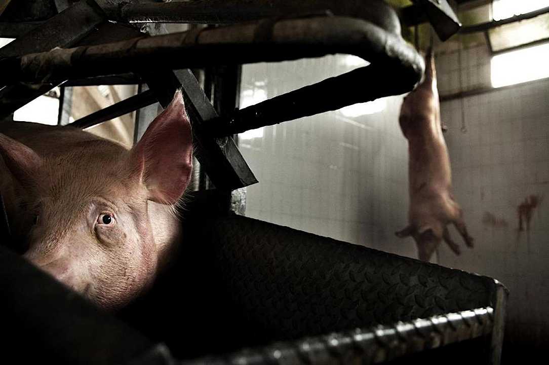 Carne: torture sugli animali nel mattatoio di Torino