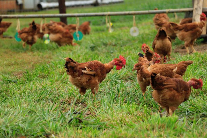 Influenza aviaria: polemiche per il metodo disumano per abbattere i polli negli USA