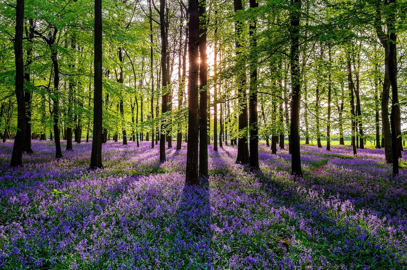 primavera