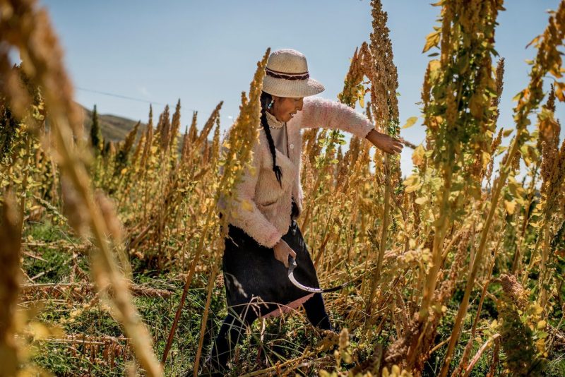 quinoa saponina