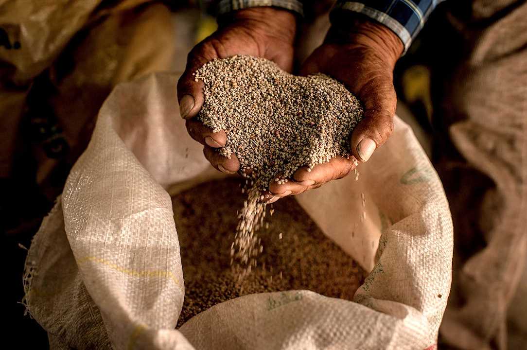 Cos’è la quinoa e come utilizzarla
