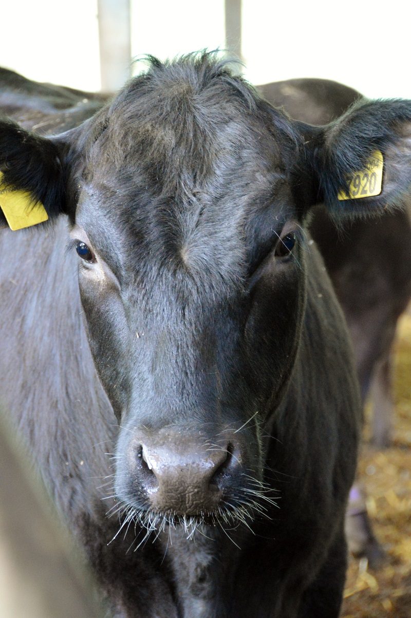 Wagyu (16)