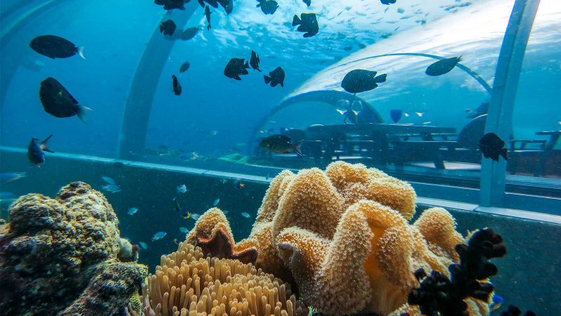 ristorante subacqueo maldive