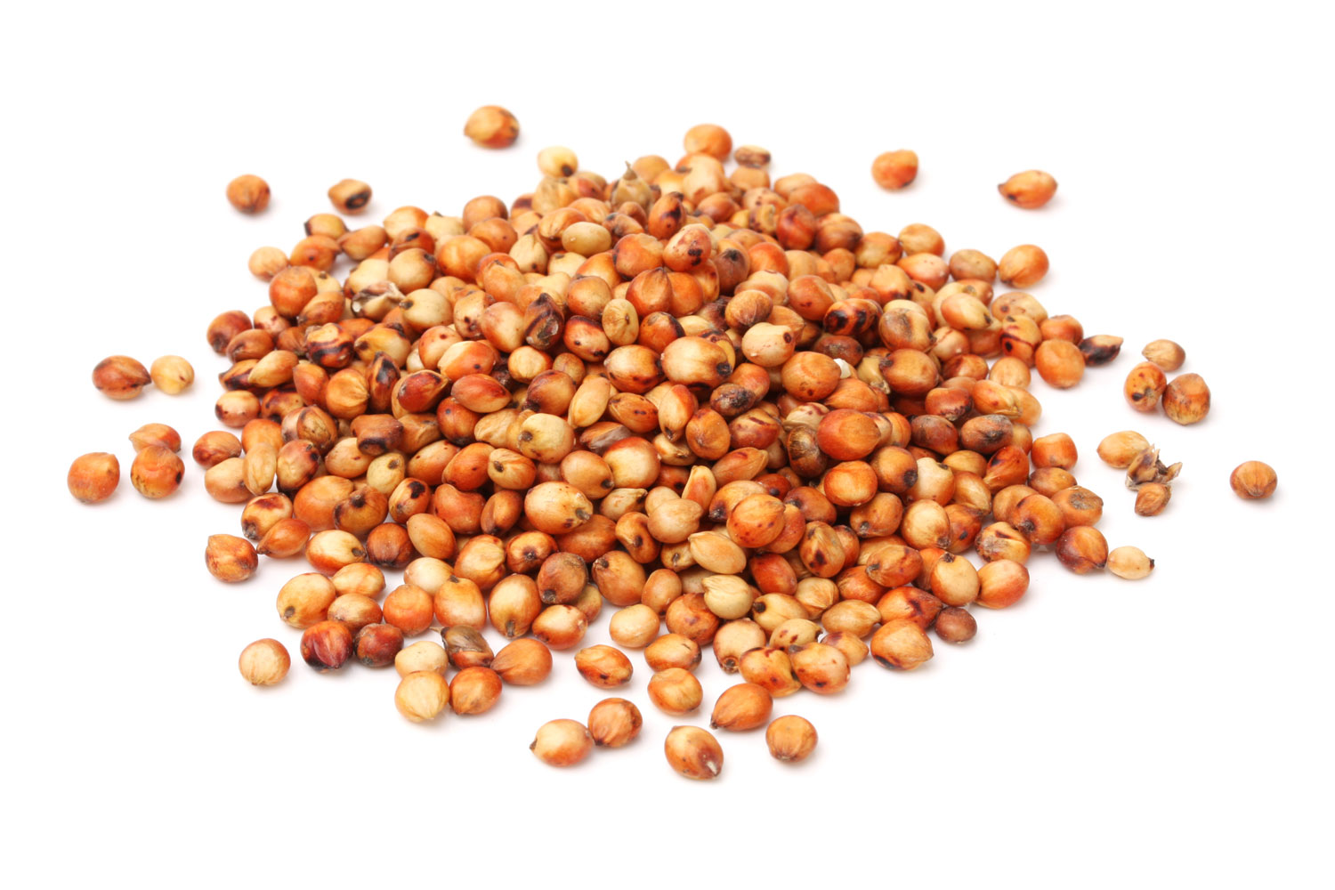 sorgo