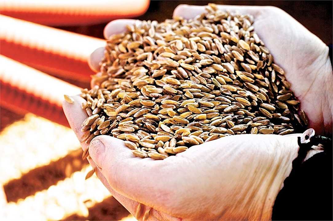 Come si determina il prezzo del grano