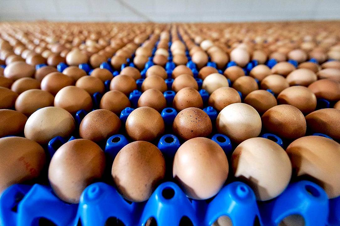Cos’è il Fipronil, com’è finito nelle uova e cosa rischiamo davvero