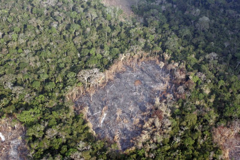 deforestazione amazzonica