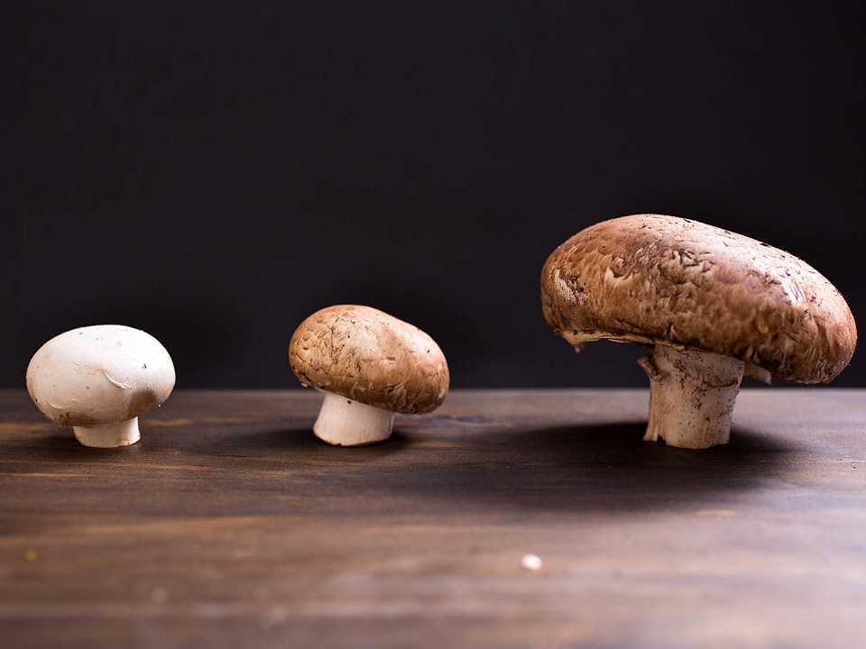 Parma, sequestrati 200 chili di funghi raccolti illegalmente