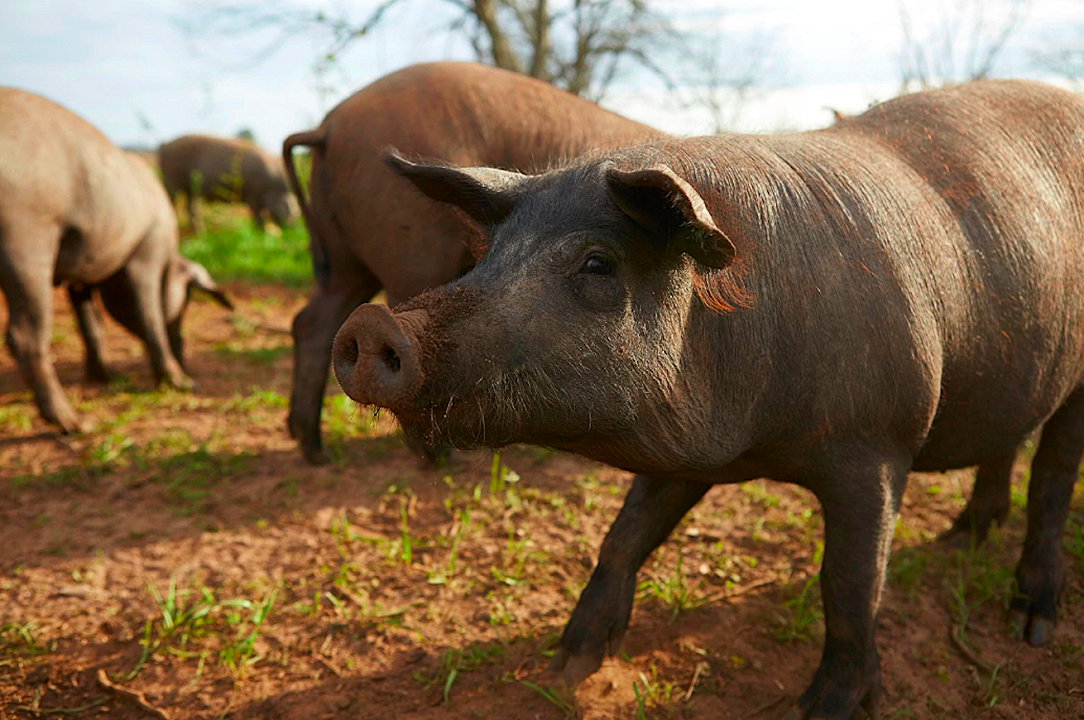 Hanno geneticamente modificato i maiali per avere carne più magra
