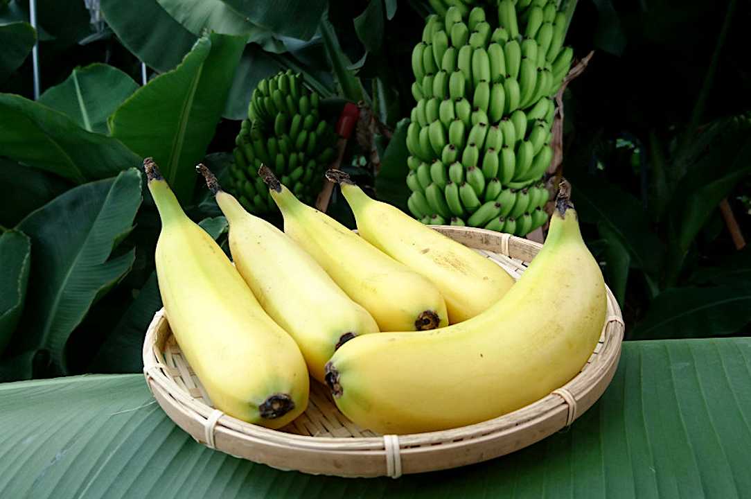 La banana con la buccia che si mangia: come hanno fatto