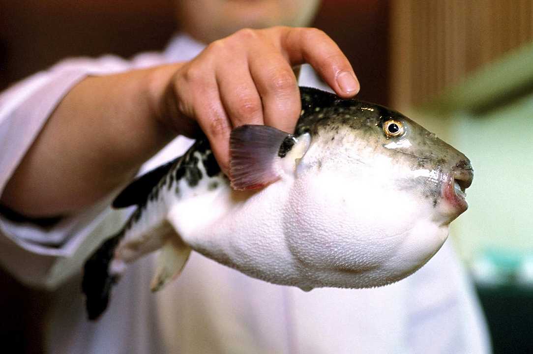 Caccia al pesce palla velenoso venduto per sbaglio in un supermercato giapponese