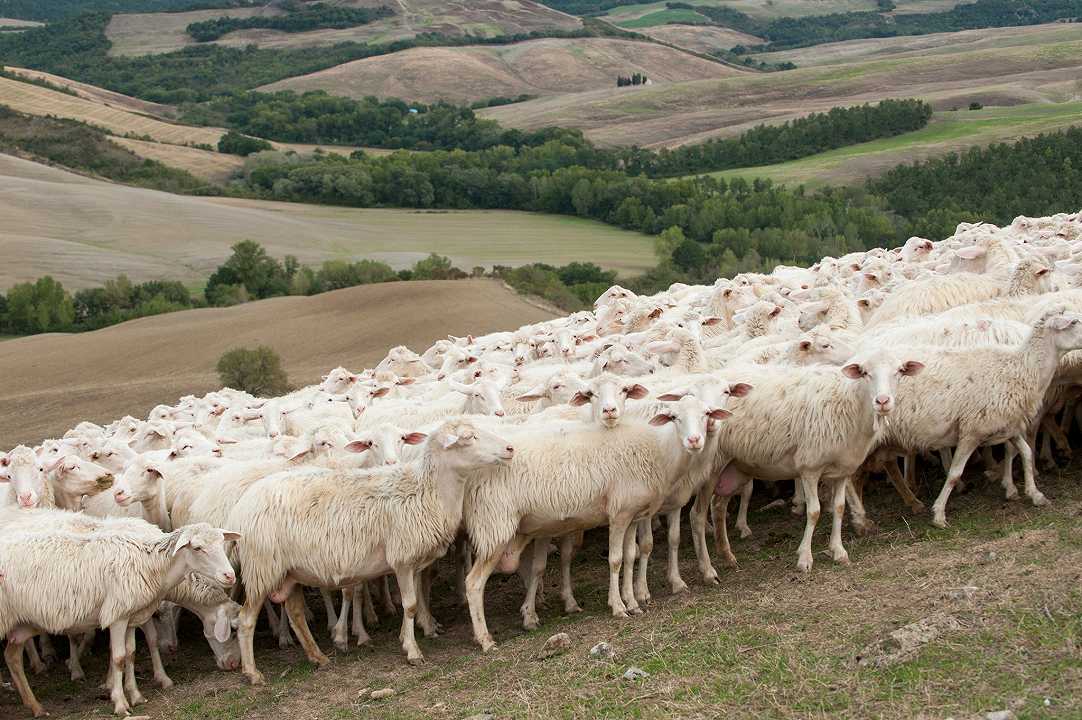 McDonald’s invaso da un gregge di pecore nel Galles del Sud