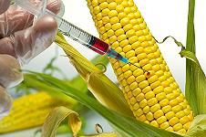 Il mais OGM non è rischioso per la salute né per l’ambiente