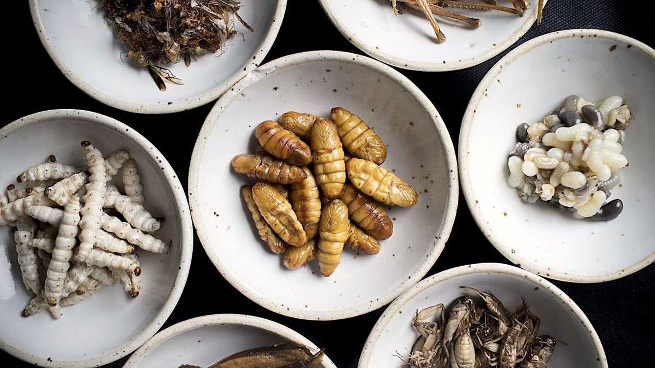 Il Buonappetito: non mangeremo insetti in Italia, tranquilli