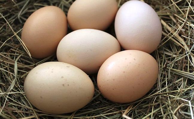 Barilla userà solo uova da galline allevate a terra