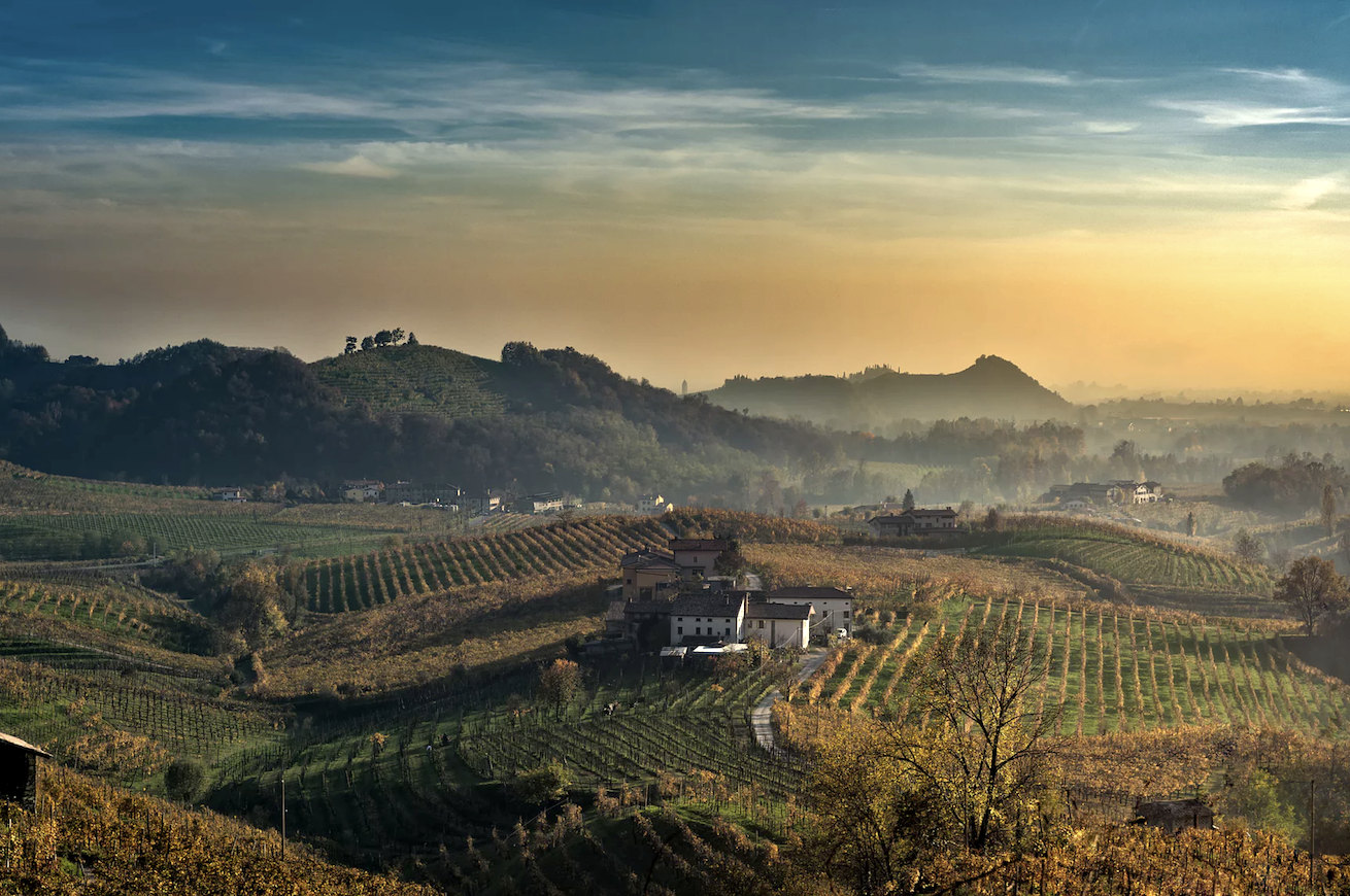 prosecco vigne