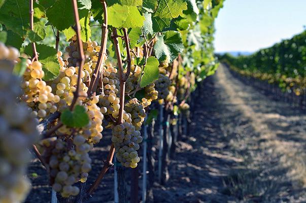 Vino, le miss della viticoltura tedesca lanciano una cuvée rappresentativa di tutta la Germania