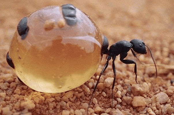 Mangereste questa formica perché lo chef del Noma vi dice che è squisita?