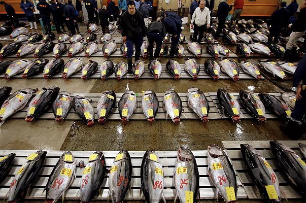 Tokyo sposta il tempio del sushi: il mercato del pesce più grande del mondo trasloca