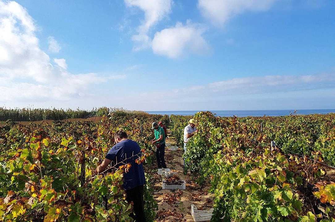 Agricoltura: donna arrestata ad Asti per caporalato, sfruttava i lavoratori nelle vigne