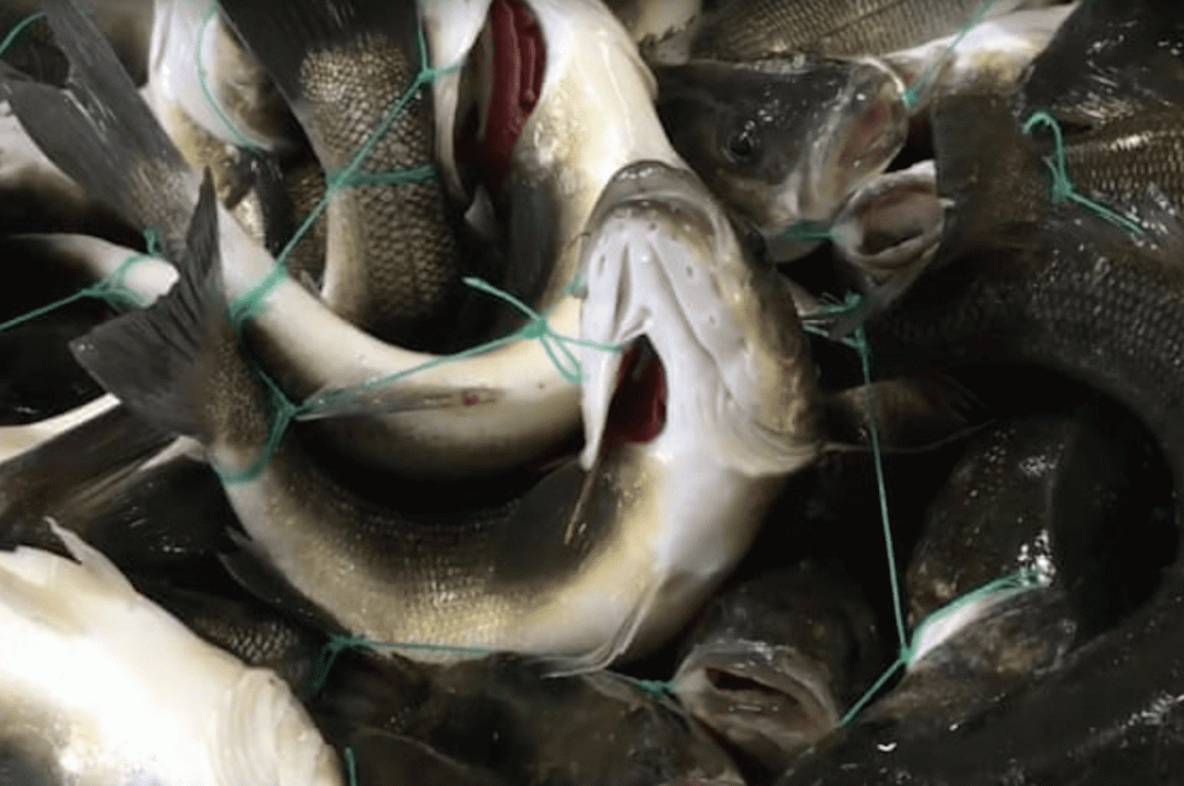 In un video i terribili maltrattamenti subiti dai pesci che compriamo al supermercato